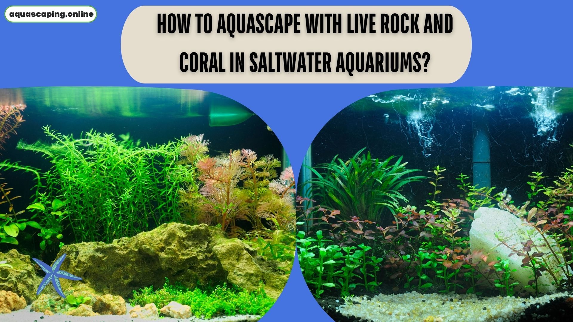 Aquascape with live rock and coral in saltwater aquariums