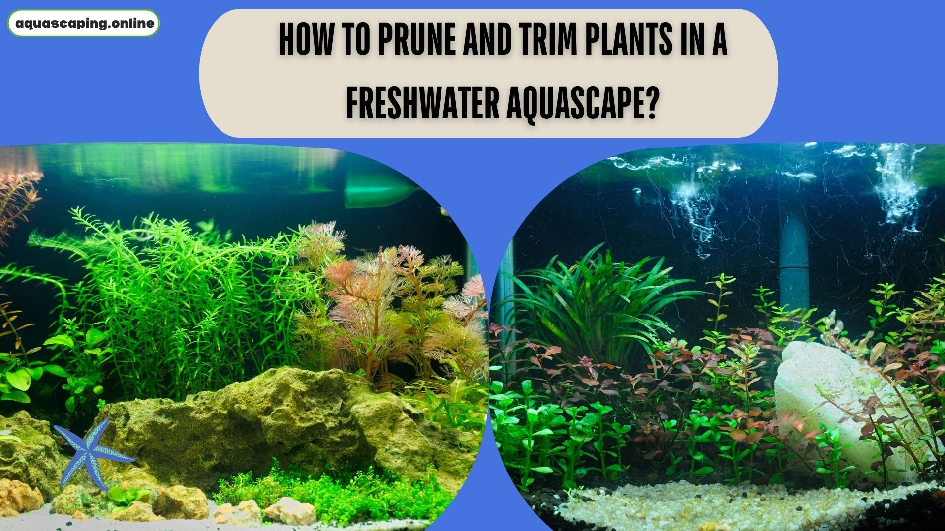 Prune and trim plants in a freshwater aquascape