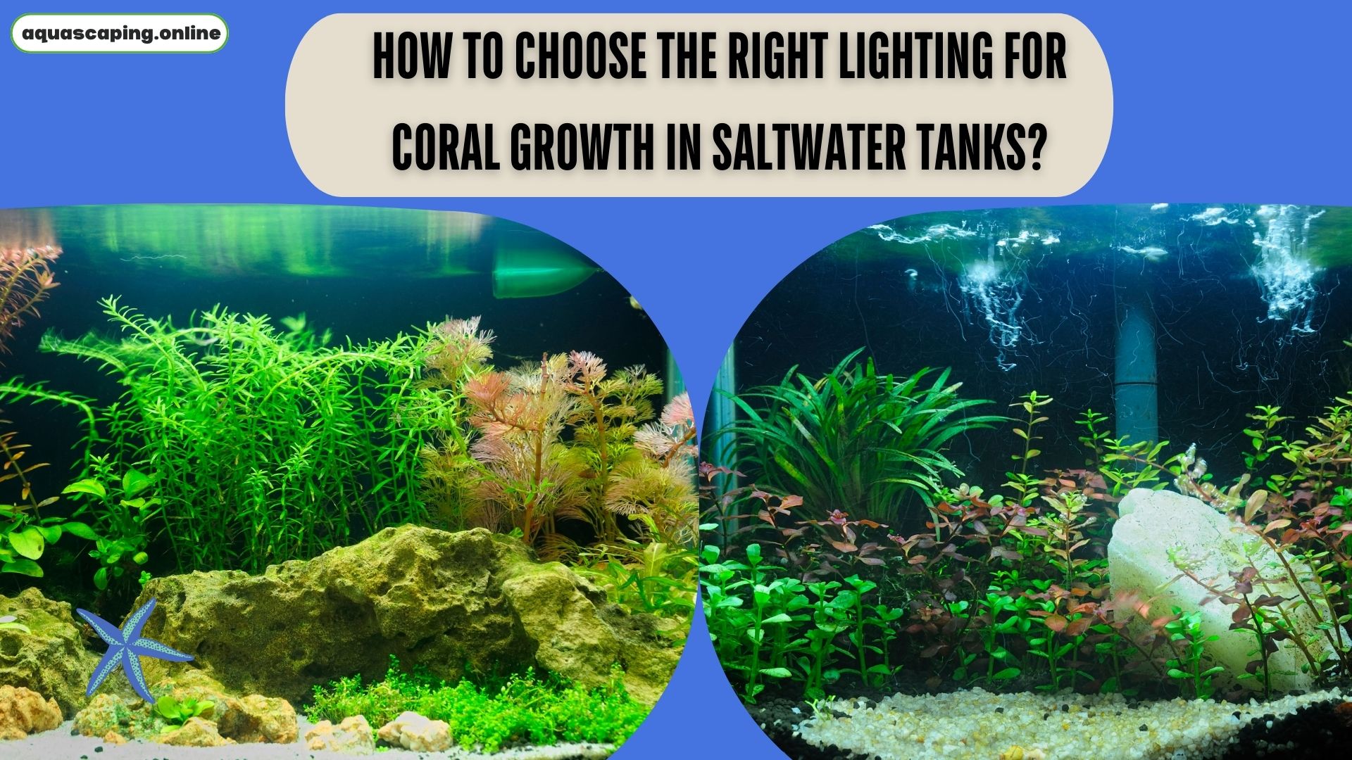 Right lighting for coral growth in saltwater tanks
