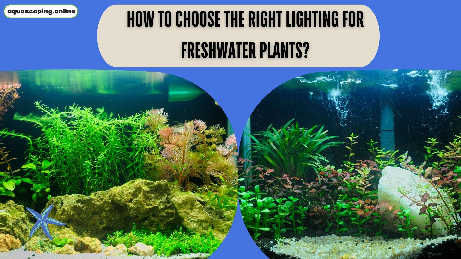 The right lighting for freshwater plants