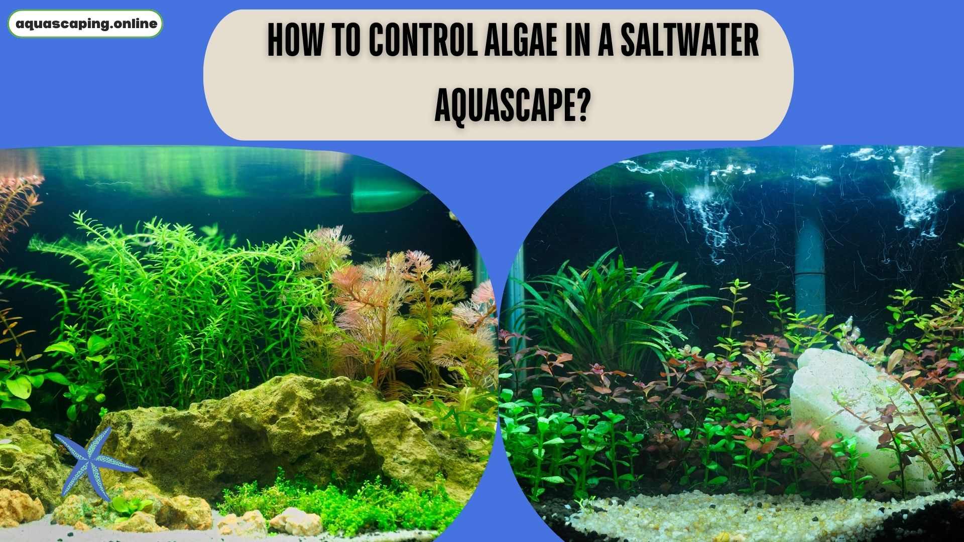 Algae in a saltwater aquascape