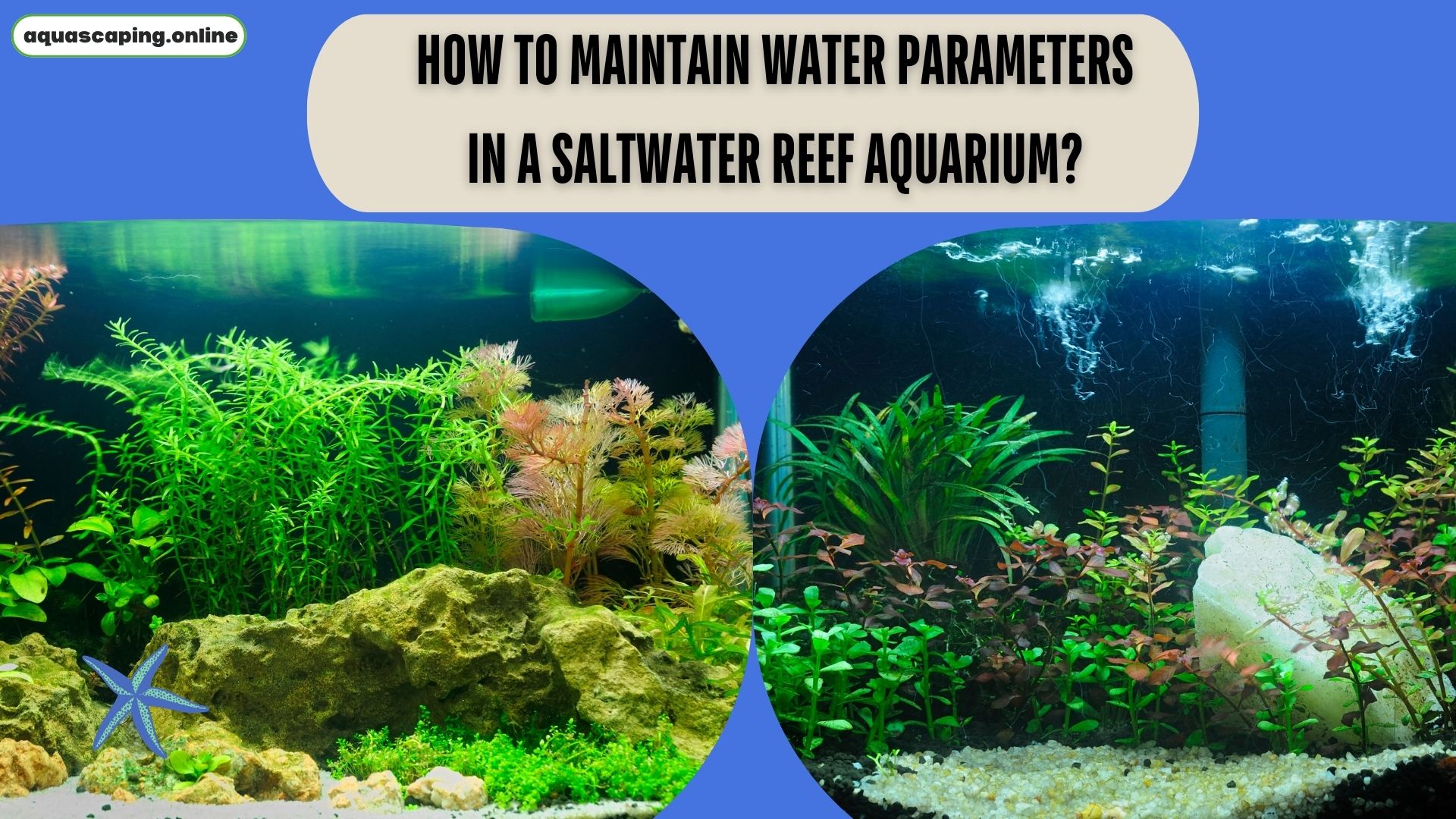 Water parameters in a saltwater reef aquarium