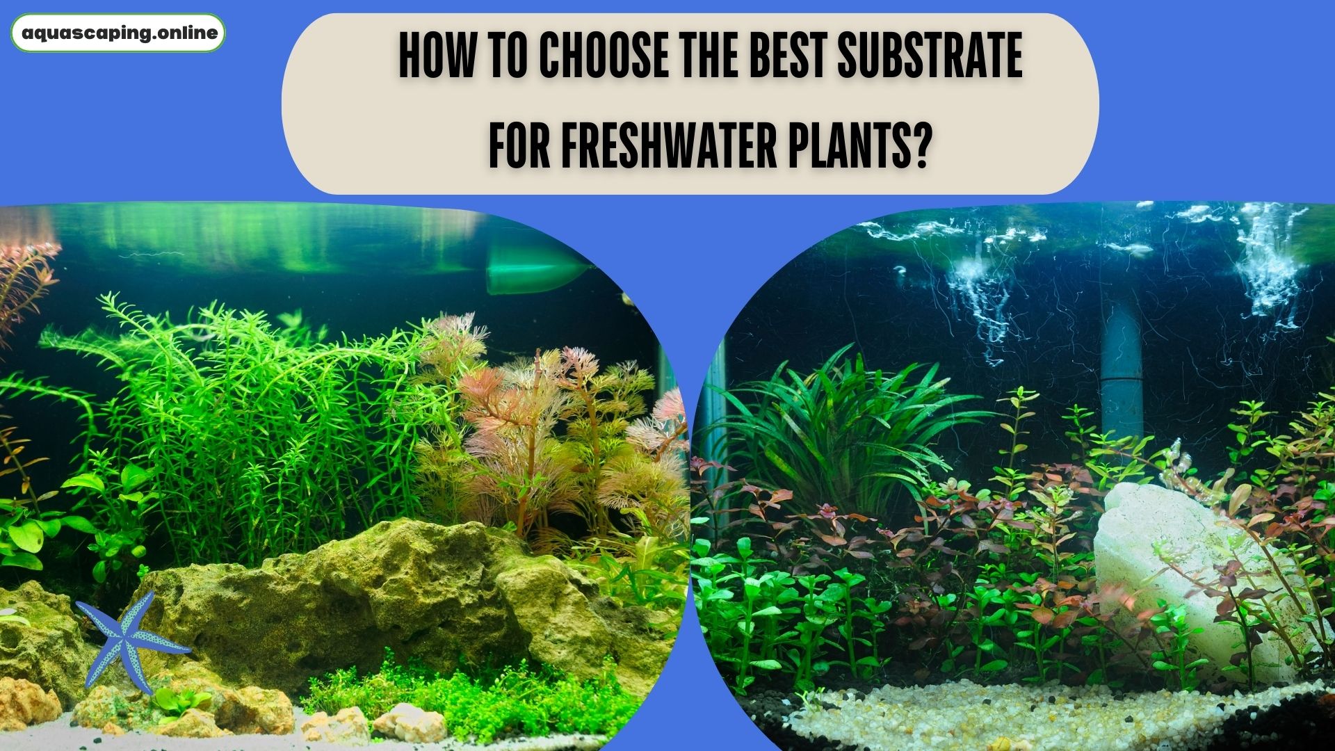 The best substrate for freshwater plants