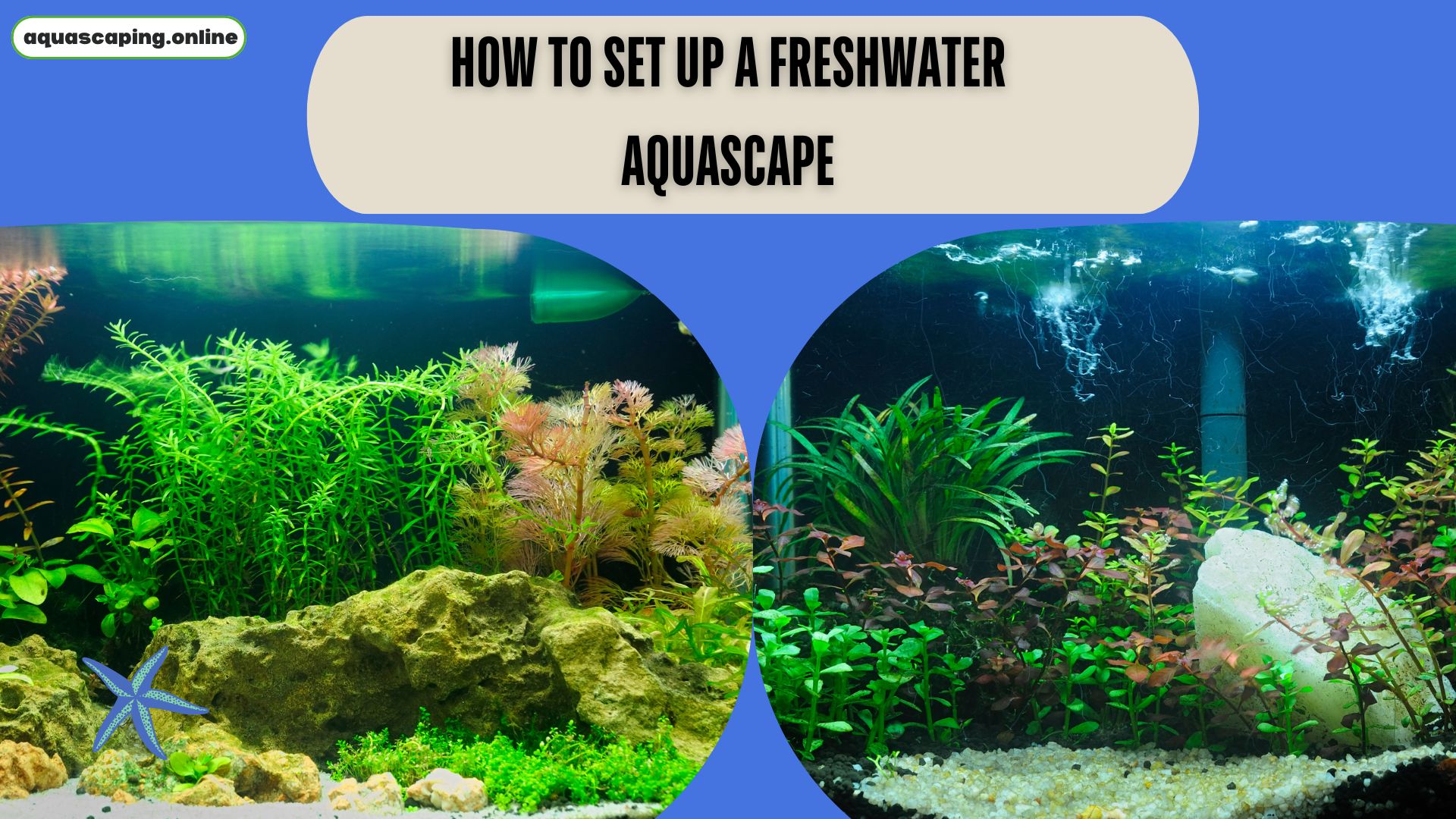 Set up a freshwater aquascape