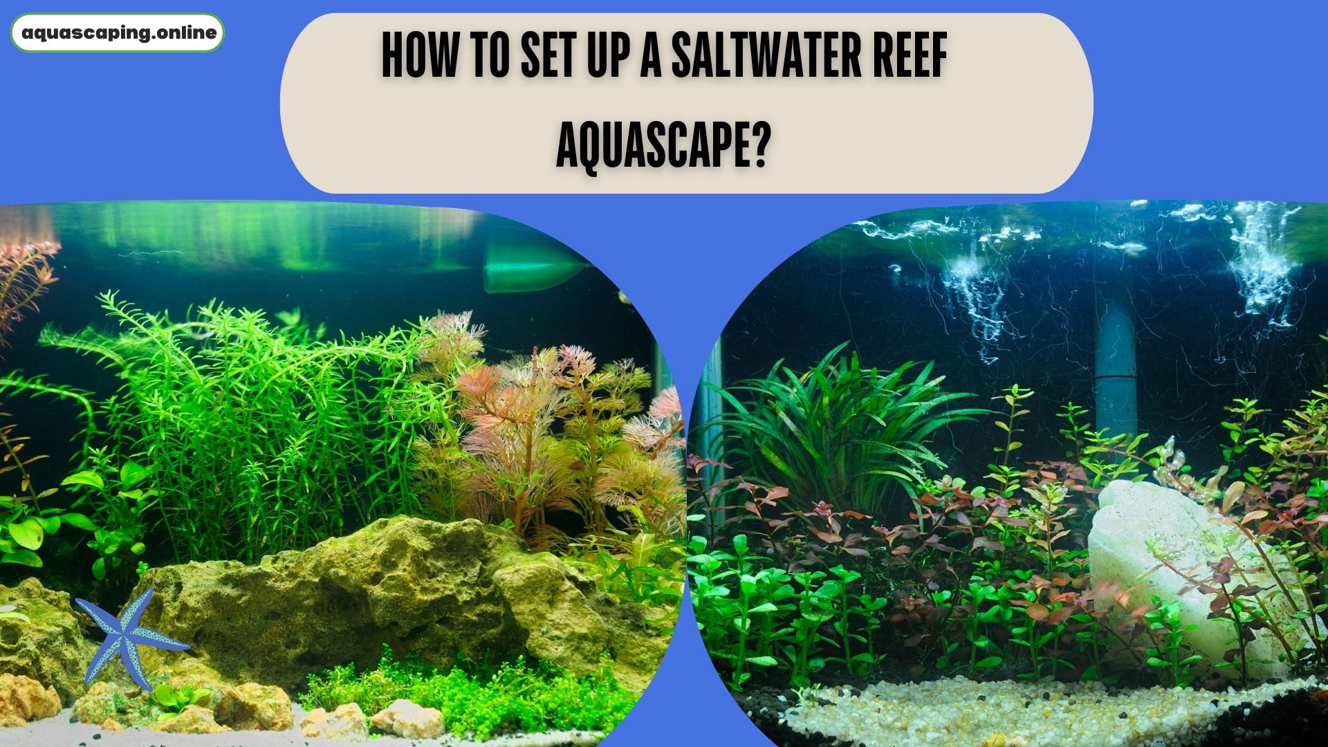 Set up a saltwater reef aquascape