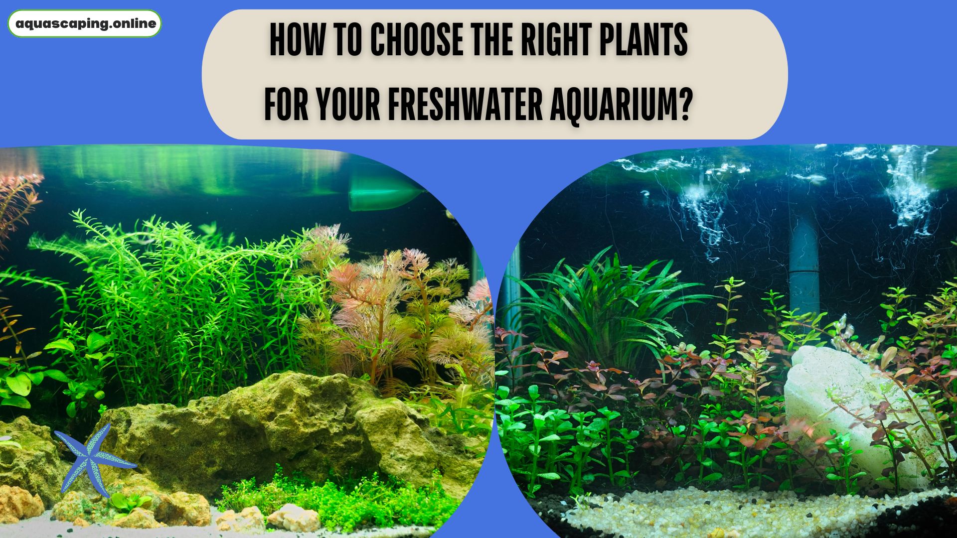 Right plants for your freshwater aquarium