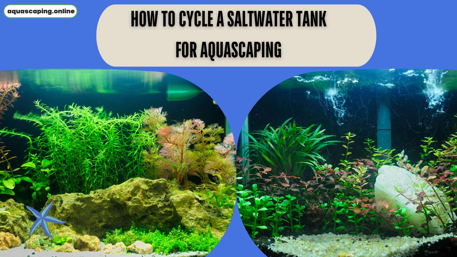 Cycle a saltwater tank for aquascaping